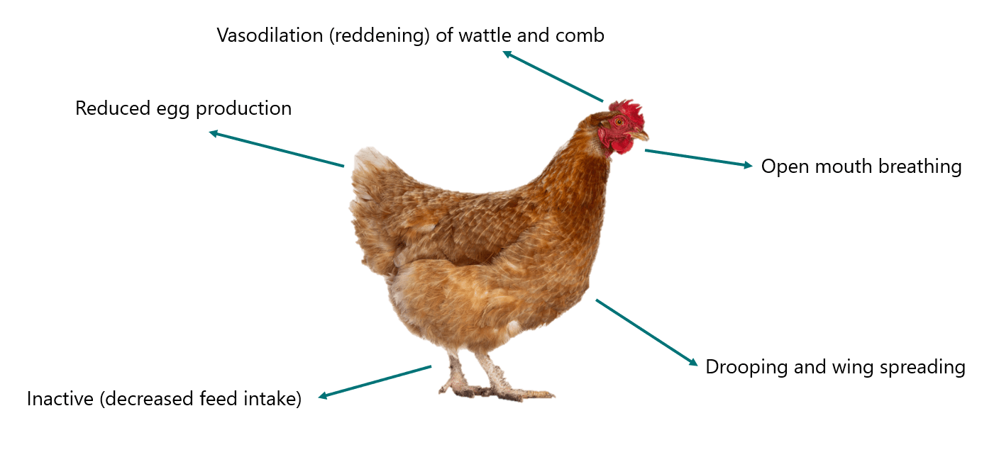 Broiler performance at day 30