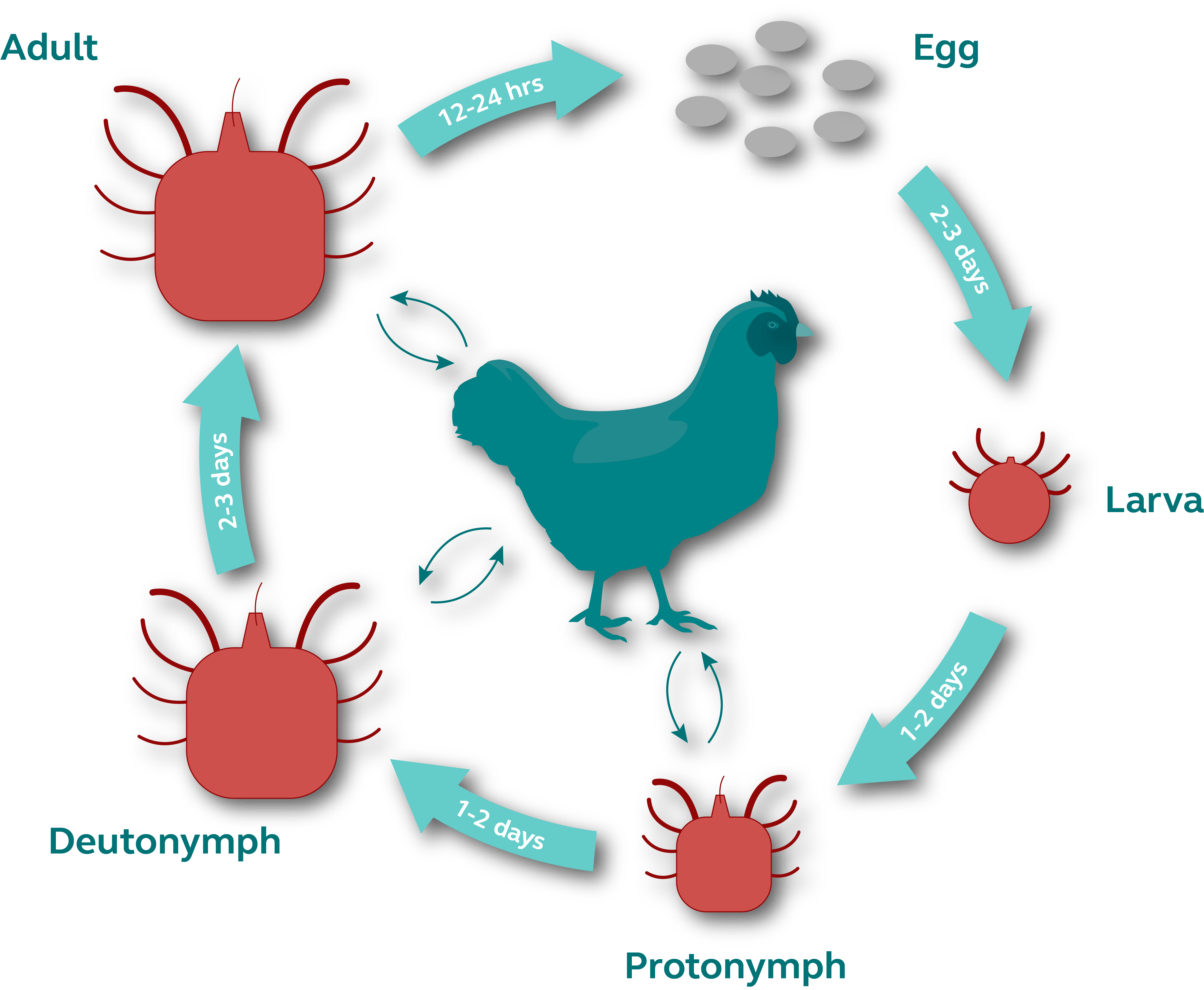 bird mites life cycle